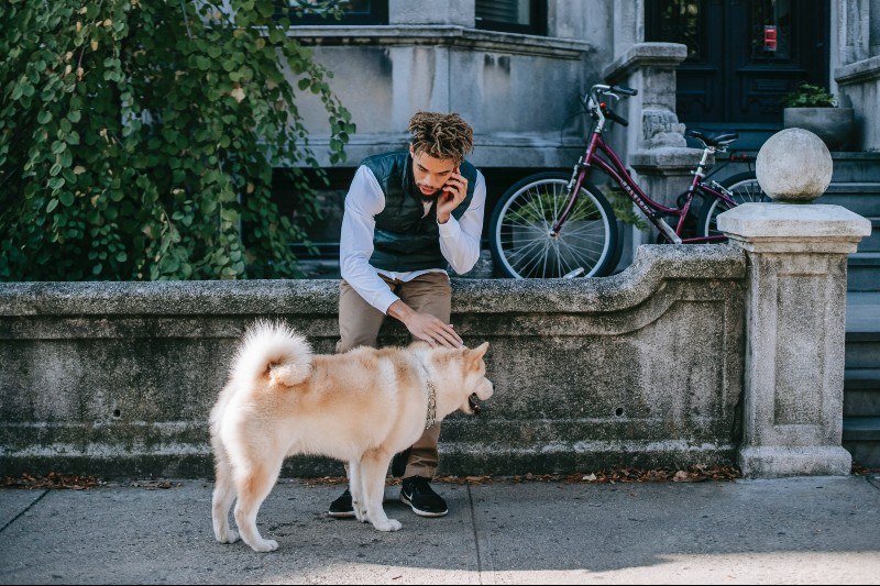 These are 4 of the Best Neighborhoods in DC for Dogs