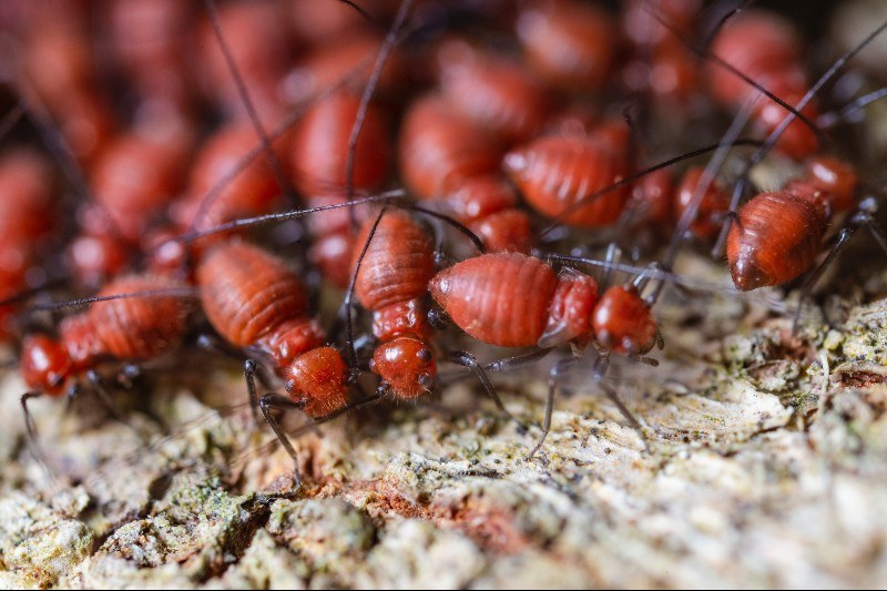 Pest Inspection: Why it’s Important to Check Before Selling Your Home