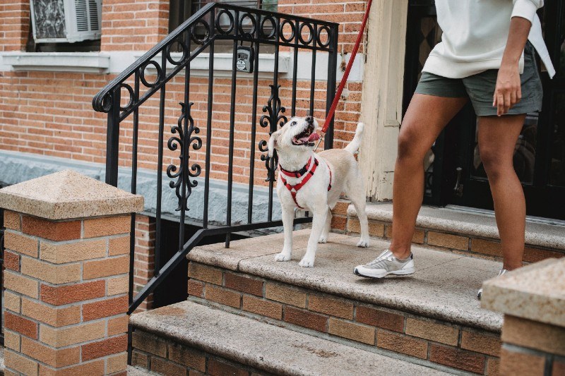 The 4 Best Neighborhoods in Philadelphia for Dog Owners